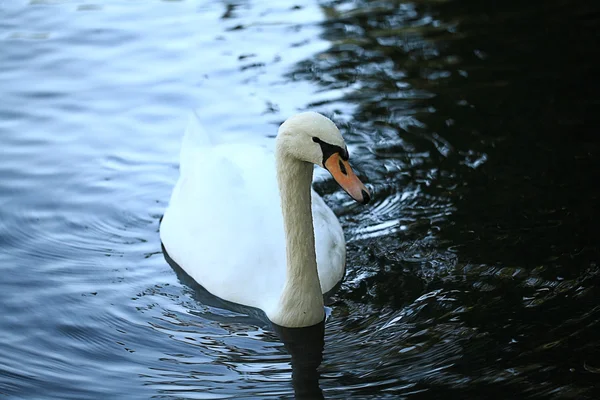 Cisne en el lago — Foto de Stock