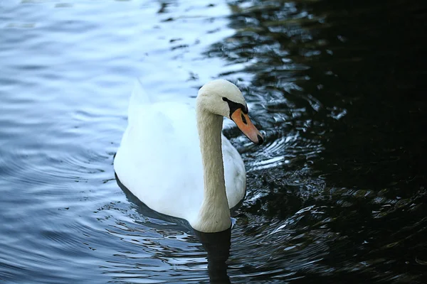 Cisne no lago — Fotografia de Stock