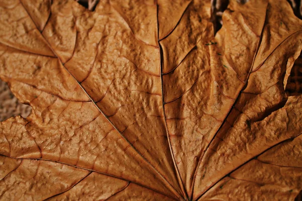 Textura da folha de bordo — Fotografia de Stock