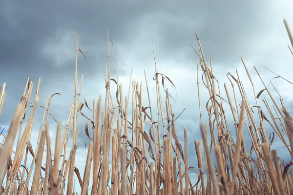 Herbe d'automne — Photo