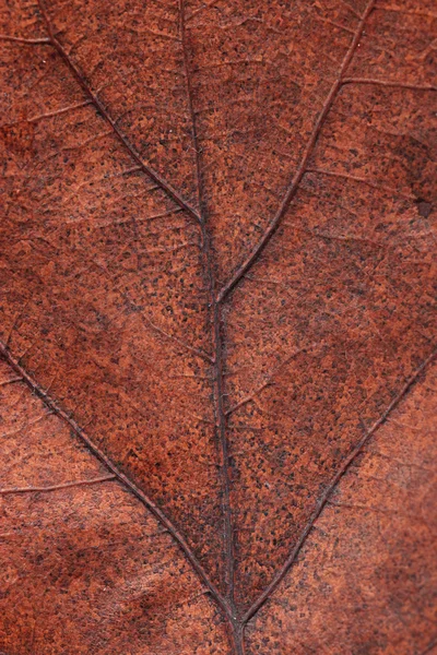 Folha de outono closeup — Fotografia de Stock