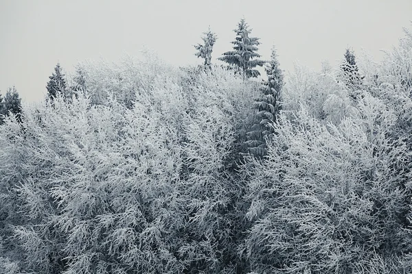 Paesaggio invernale — Foto Stock