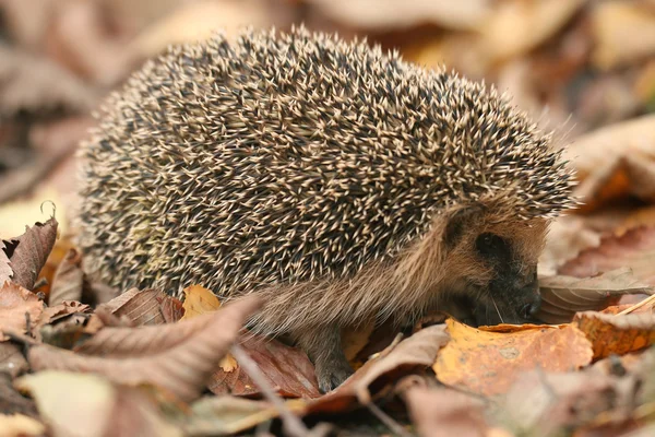 Hedgehog in forest — Stock Photo, Image