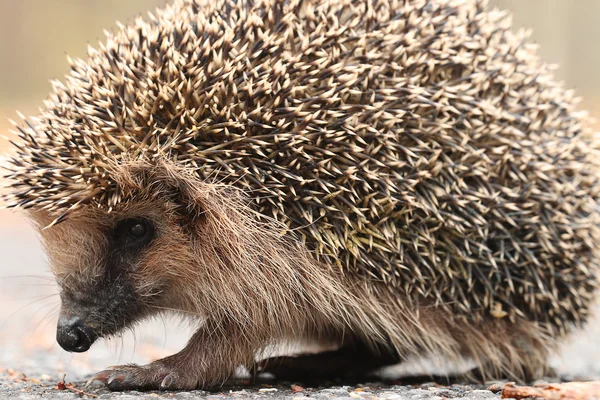 Egel in bos — Stockfoto