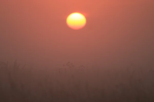 Zonsondergang op veld — Stockfoto