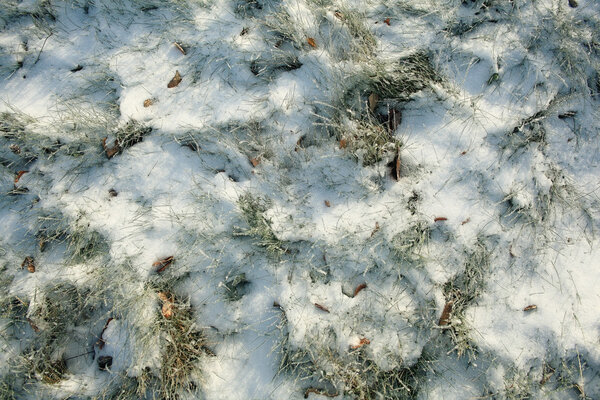 Frozen grass