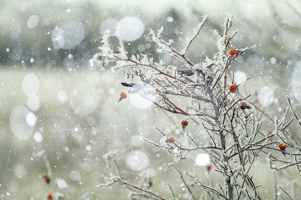 Rami coperti di neve — Foto Stock