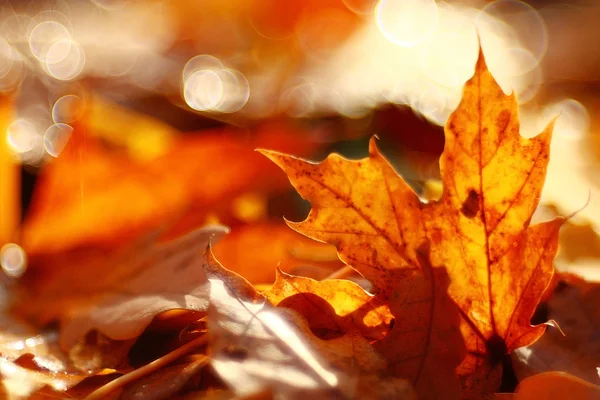 Yellow leaves background — Stock Photo, Image