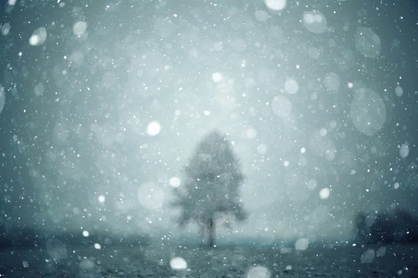 Árbol solitario de invierno —  Fotos de Stock