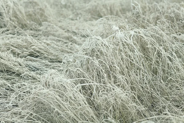 Bevroren gras — Stockfoto