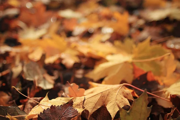 Yellow leaves background — Stock Photo, Image