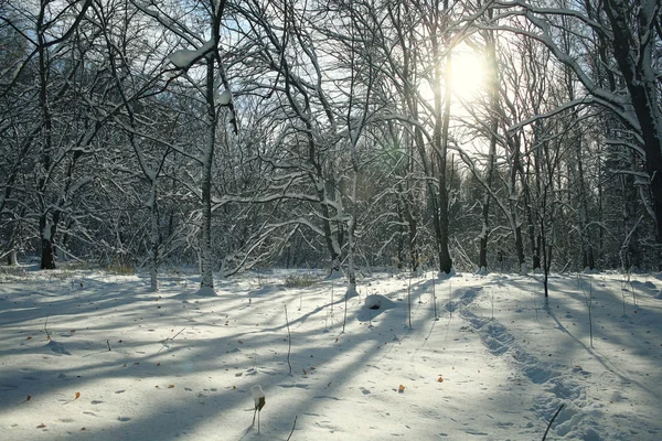 Bosque de invierno —  Fotos de Stock