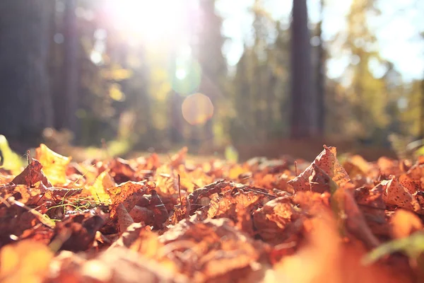 Waldlandschaft — Stockfoto