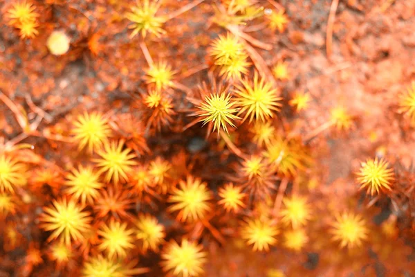 Yellow moss — Stock Photo, Image