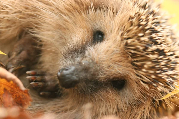 Igel im Wald — Stockfoto