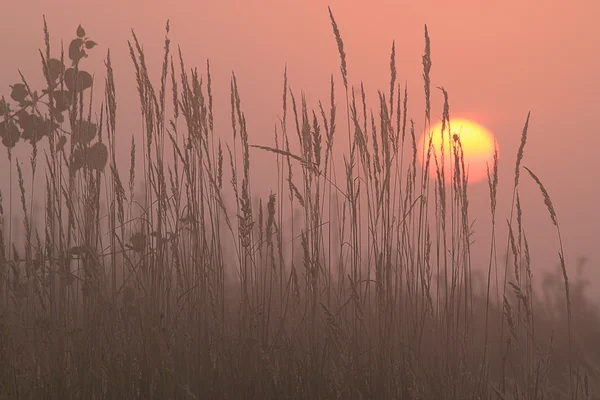 Solnedgång på fältet — Stockfoto