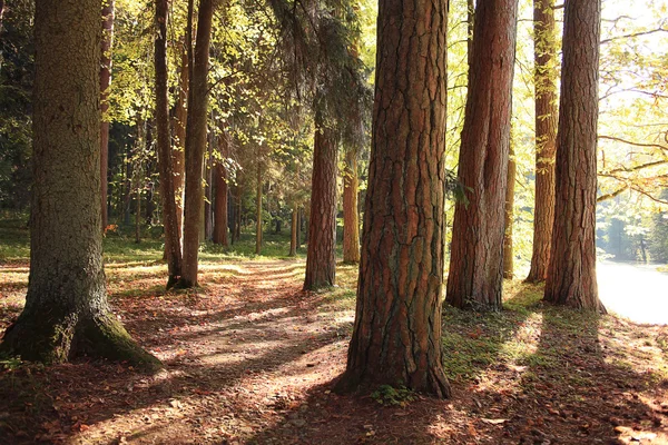 Pemandangan hutan — Stok Foto