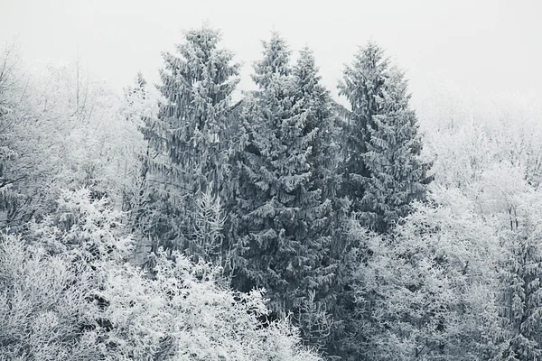 Winter bomen — Stockfoto