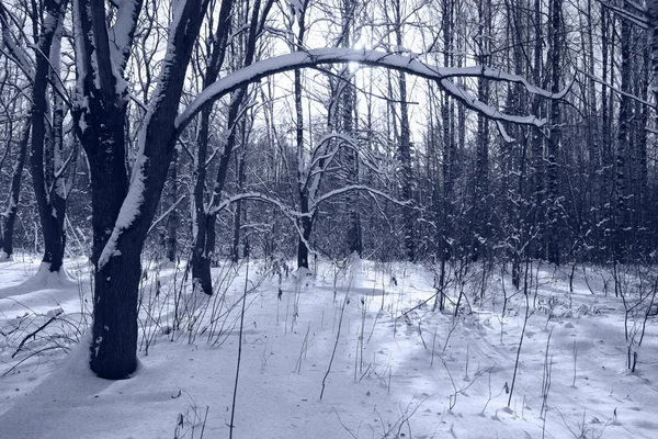 Winterbos — Stockfoto