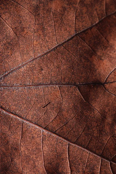 Herfst blad close-up — Stockfoto