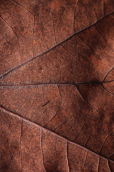 Primo piano foglia autunno — Foto Stock