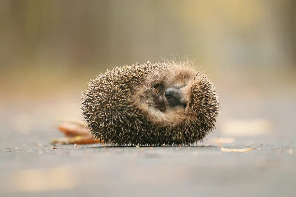 Hedgehog in forest — Stock Photo, Image
