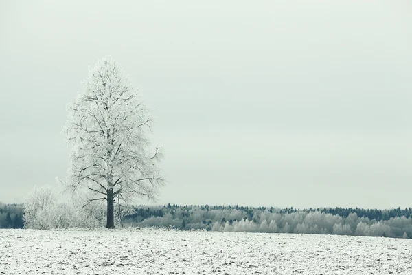 Paisagem inverno — Fotografia de Stock