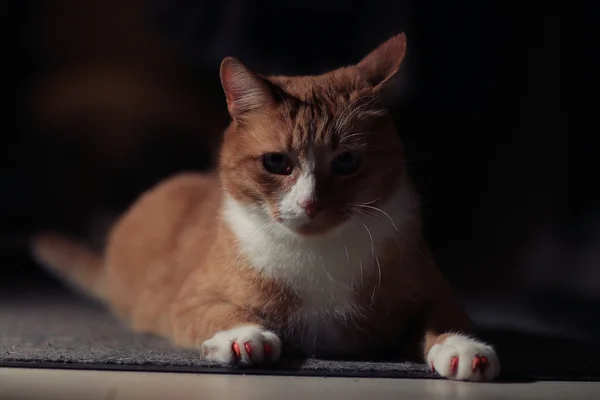 Gato vermelho — Fotografia de Stock