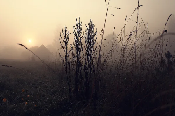 Iarbă de toamnă — Fotografie, imagine de stoc