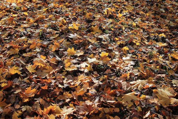 Fondo de hojas amarillas — Foto de Stock