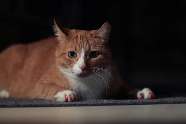 Gato vermelho — Fotografia de Stock