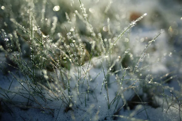 Winter tree — Stock Photo, Image