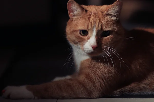 Червоний кіт — стокове фото