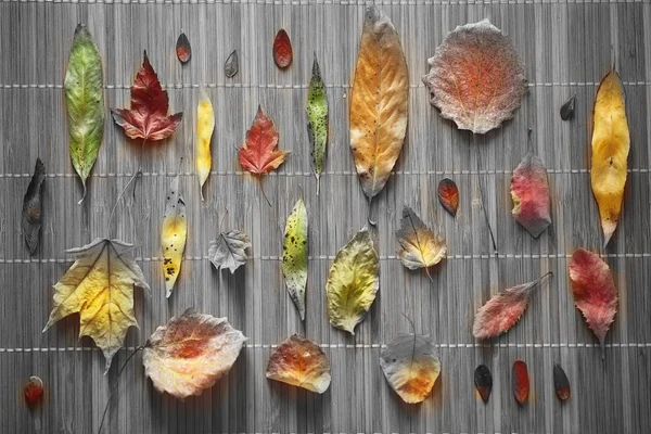 Folhas secas fundo — Fotografia de Stock