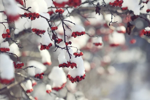 Rote Beeren im Schnee — Stockfoto