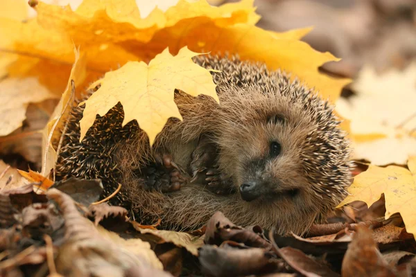 Egel in bos — Stockfoto