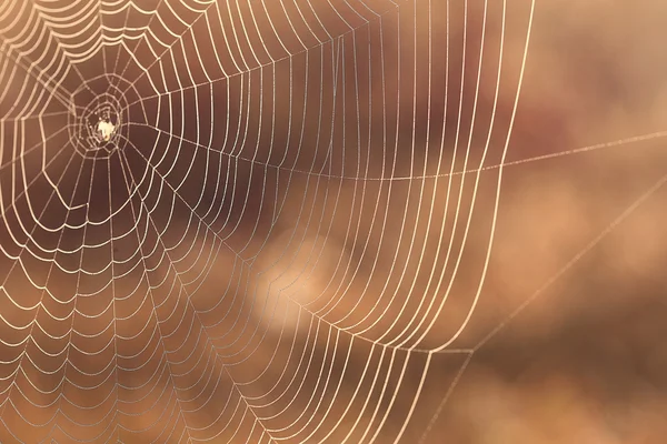 Spider's web — Stock Photo, Image