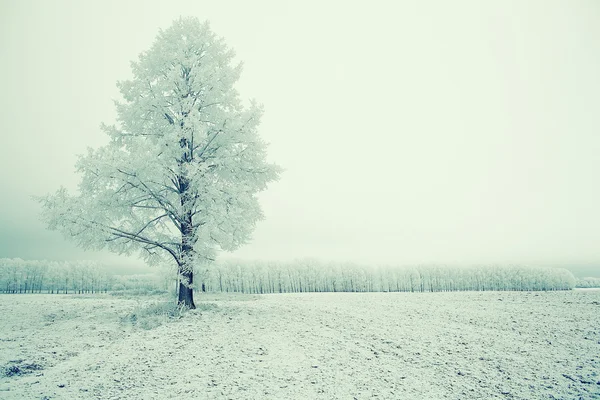 Lonely winter tree — Stock Photo, Image