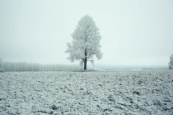 Arbre d'hiver solitaire — Photo