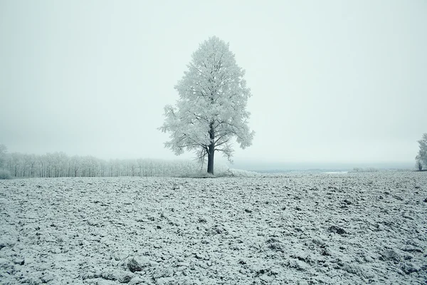 Árvore de inverno solitária — Fotografia de Stock