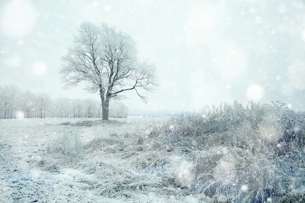 Winter tree — Stock Photo, Image