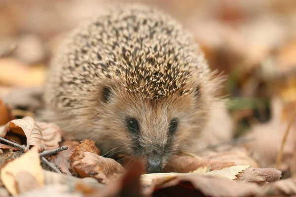 Egel in bos — Stockfoto