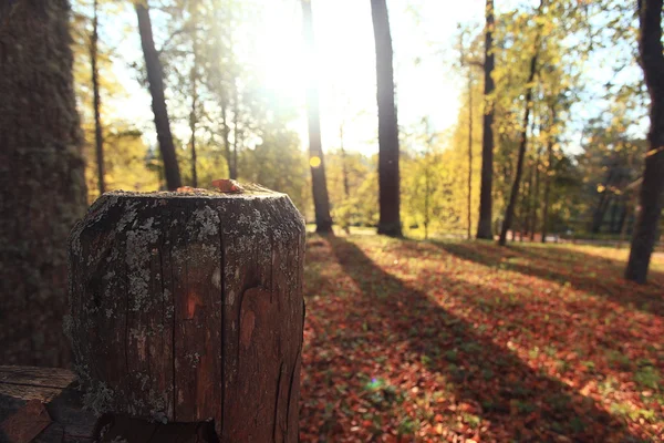 Parque de outono — Fotografia de Stock