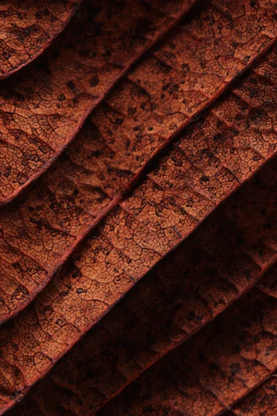 Primeros planos de la hoja de otoño — Foto de Stock