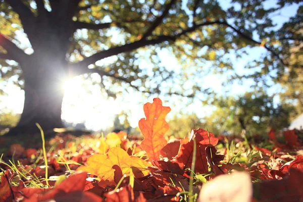 Parc d'automne — Photo