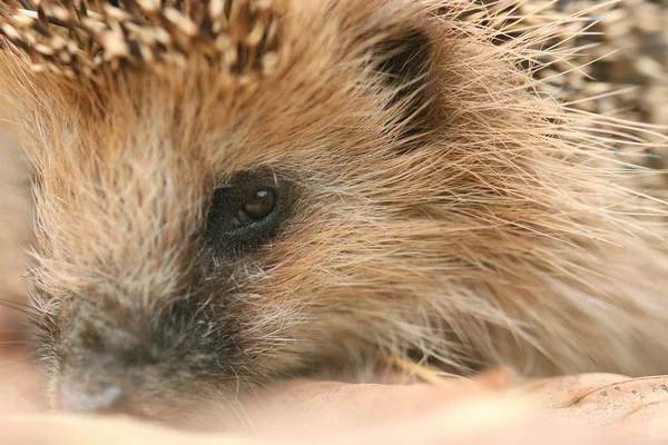 Egel in bos — Stockfoto