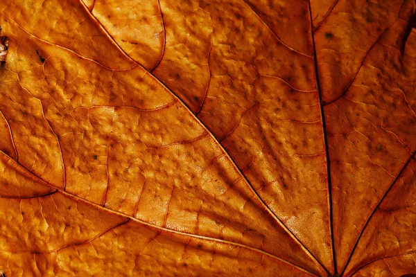 Textura da folha de bordo — Fotografia de Stock