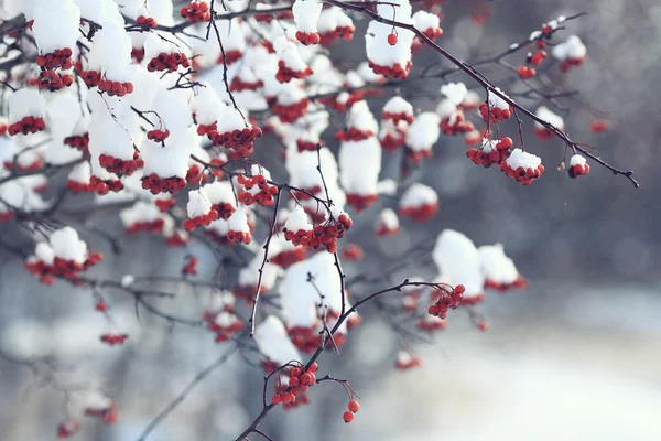 雪の中の赤い果実 — ストック写真