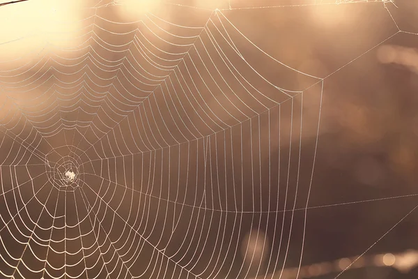 蜘蛛的网 — 图库照片