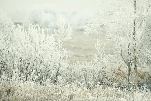 Árboles de invierno —  Fotos de Stock